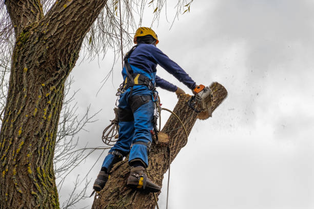 How Our Tree Care Process Works  in  Quitman, TX